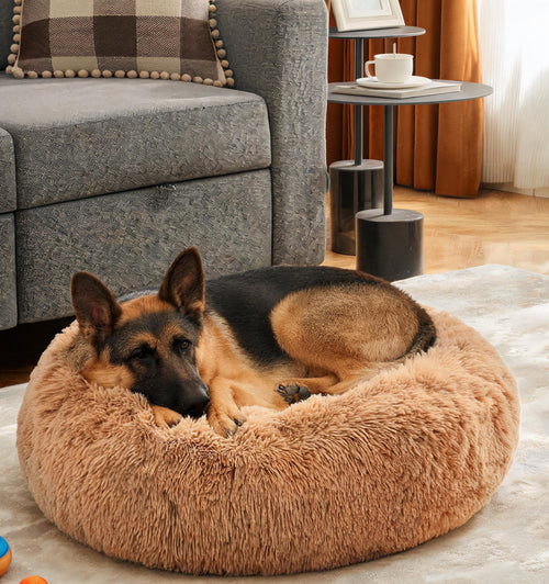German Shepherd curled up in the Cloud Calming Bed X-Large in Brown